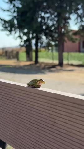 Small green frog sitting on wooden fence in sunny outdoor setting