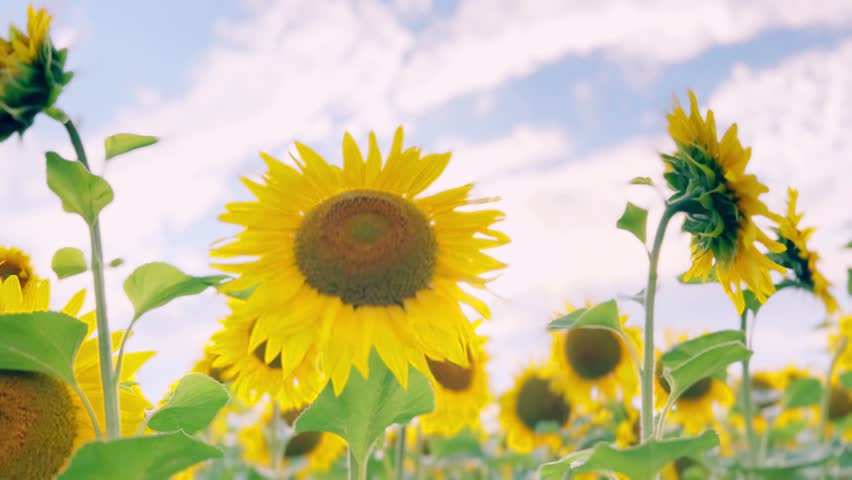 Large field of ripe sunflowers blooming under bright daylight, creating a vibrant golden agricultural landscape and peaceful summer countryside.