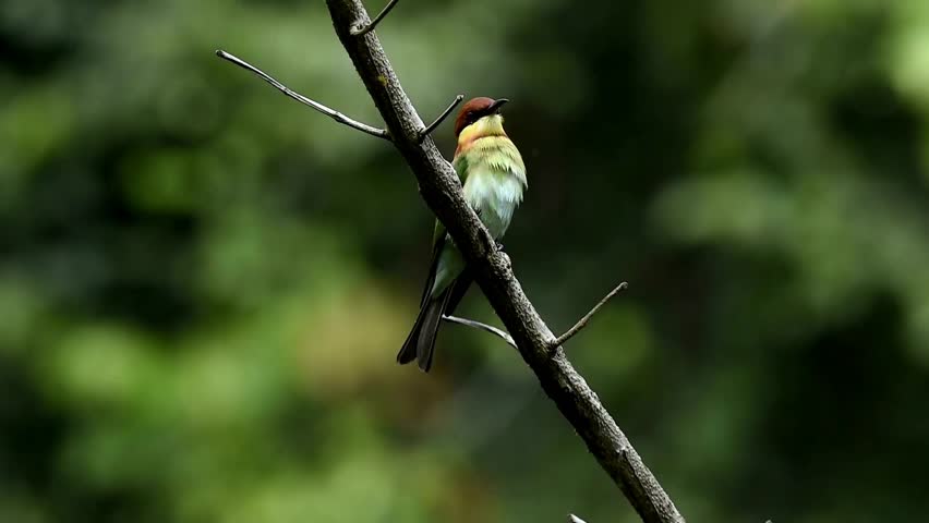 Colorful small bird perched on a thin tree branch in a lush green natural forest, with soft blurred background and peaceful wildlife atmosphere.