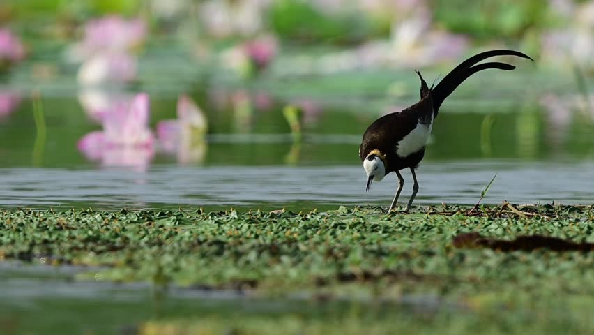 Footage of an adult pheasant-tailed jacana in full breeding plumage walking and foraging across a thick green layer of aquatic weeds.