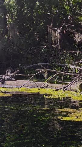 A vertical reel shows a juvenile American alligator basking on a fallen tree above a spring-fed waterway in Silver Springs, Florida, surrounded by lush vegetation on a sunny summer day.