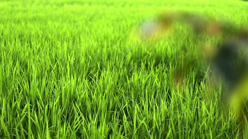Close-up footage of vibrant green rice plants growing across a lush agricultural field, with soft natural light creating a fresh and peaceful rural atmosphere. The dense rice crops highlight the beauty of farmland and agricultural landscapes.