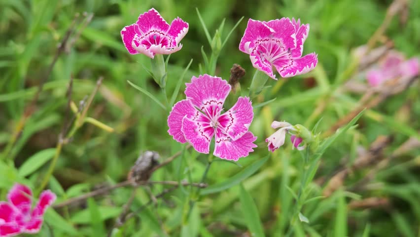 Beautiful pink Dianthus flower  in garden
