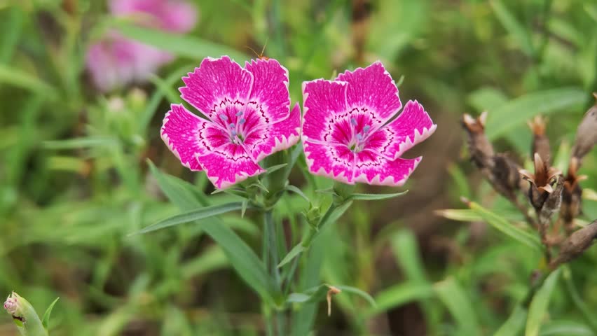 Beautiful pink Dianthus flower  in garden