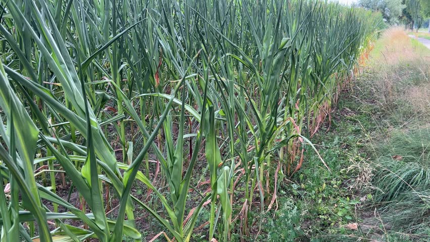 Tall green corn plants growing in rows along the edge of an agricultural field beside wild grasses and a narrow rural path. The footage shows mature summer crop vegetation, corn stalks, leaves and natural ground cover at the field margin. A simple view of cultivated farmland and surrounding vegetation in natural daylight, suitable for agricultural, farming, crop production, rural landscape, plant growth and seasonal field themes.
