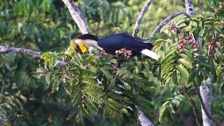 A bird is looking for food in Khao Yai National Park.