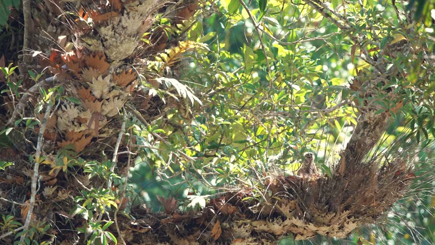 A bird is looking for food in Khao Yai National Park.