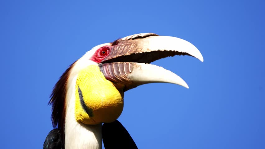 A bird is looking for food in Khao Yai National Park.