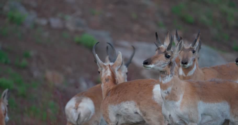 Closer shot of a herd of pronghorn antelope in North America becoming startled and leaping away from a roadside. Natural wildlife footage capturing a rapid flight response in an open landscape.