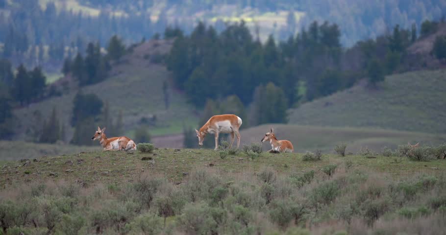 Wide shot of pronghorn antelope resting on a hillside in a North American valley. One antelope settles into a comfortable resting position while the group remains relaxed in the surrounding landscape.