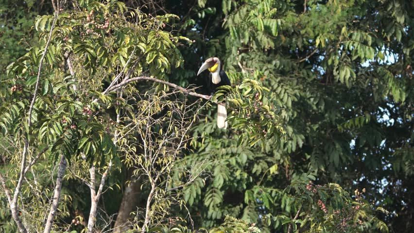 A bird is looking for food in Khao Yai National Park.