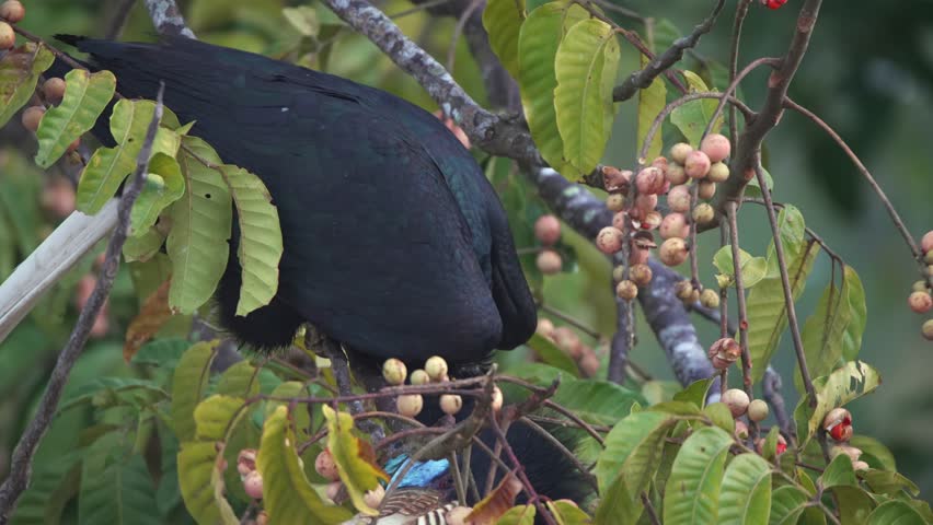 A bird is looking for food in Khao Yai National Park.