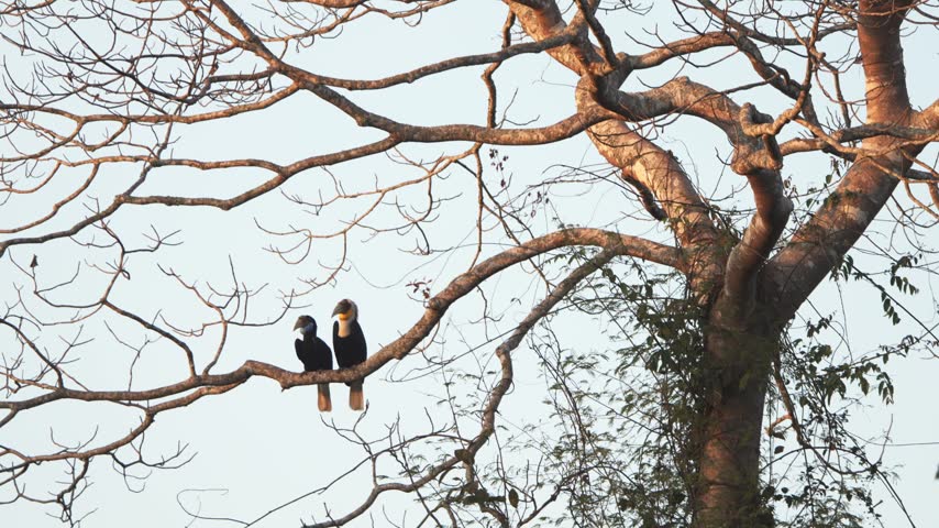 A bird is looking for food in Khao Yai National Park.