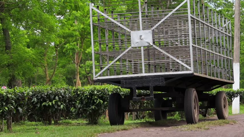 A traditional agricultural transport cart parked beside neatly maintained tea bushes in a lush green plantation. The sturdy open-sided cart and surrounding vegetation highlight rural transportation and everyday agricultural life.
