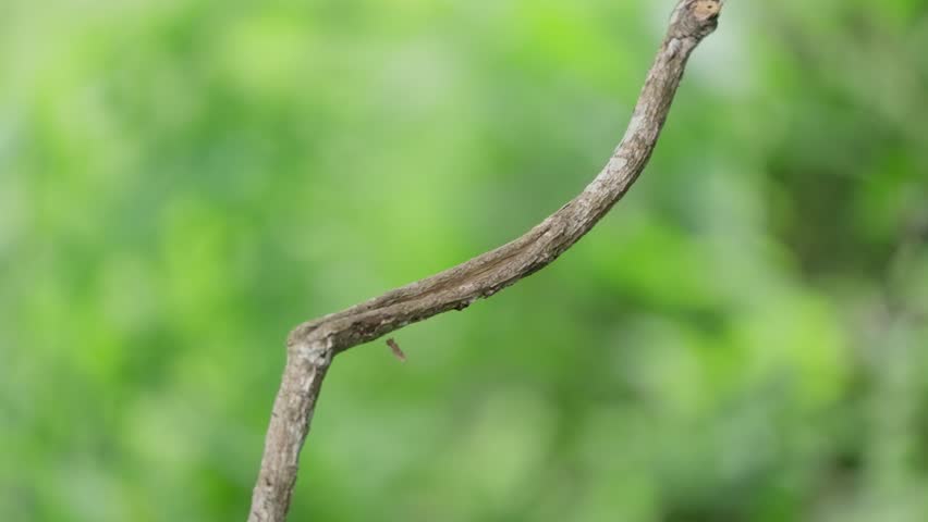A bird is looking for food in Khao Yai National Park.
