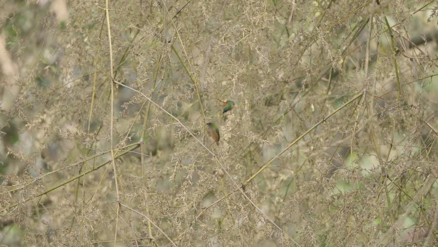 A bird is looking for food in Khao Yai National Park.