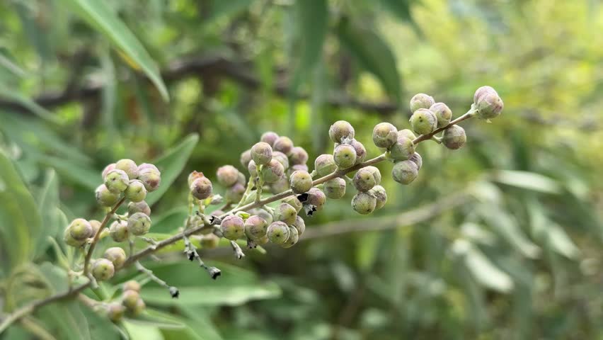Macro Close-Up of Wild Berry Cluster on Green Branch in Natural Forest

A macro close-up of a wild plant branch covered with small green and purple berries in a natural forest environment. The image features selective focus, soft bokeh, and rich botanical detail, making it ideal for nature, ecology, forestry, and plant-related projects.