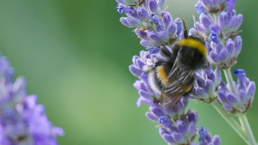 Close-up of Bumble Bee Pollinating Lavender Plant in UK.