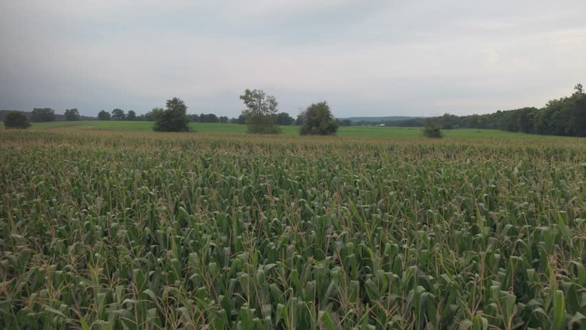Eye-level perspective of tall green cornstalks framing open grassy field and rolling wooded hills under overcast sky