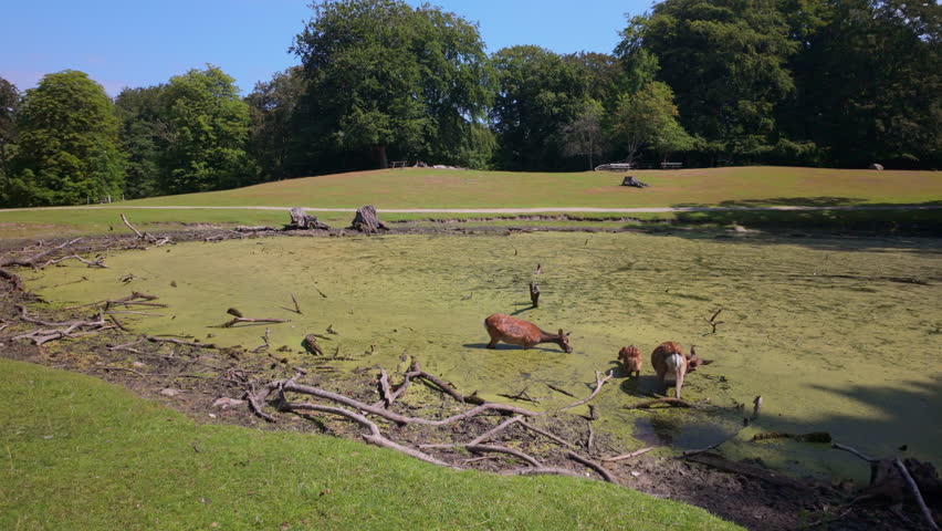 Deer by a pond in Marselisborg Deer Park, a beautiful nature preserve and wildlife sanctuary located in the Thors Skov woods south of Aarhus. Steady shot.