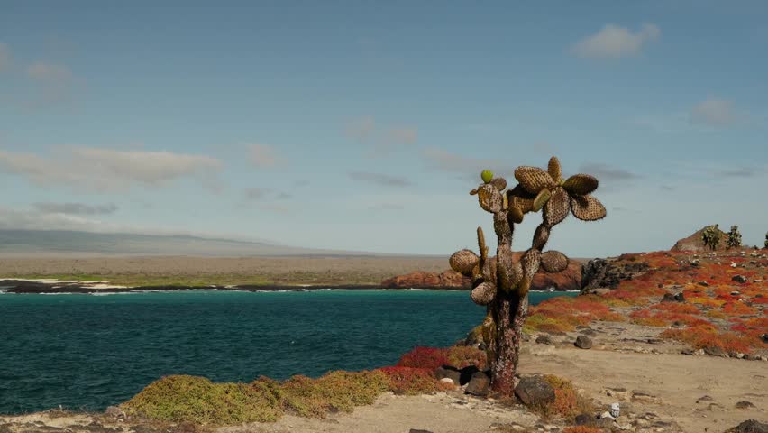 A cactus over the cliffs of The Galápagos Islands (4K).