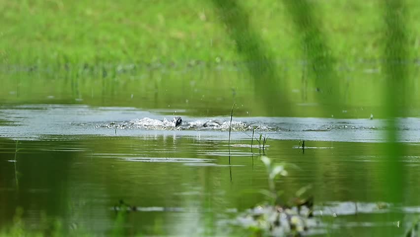 Action-packed waterbird footage featuring a pied kingfisher rising from a lake surface after a deep hunting dive.