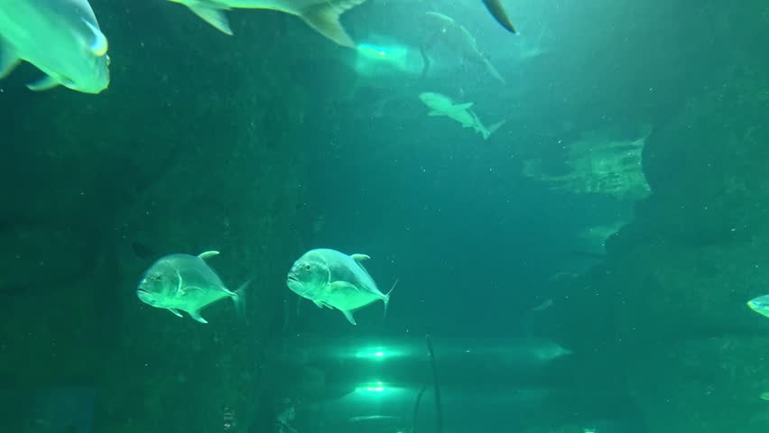 Tuna swimming in the sea; large tuna drifting through the water. Tuna