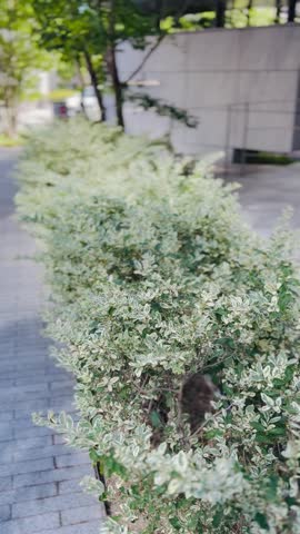 A fresh and elegant close-up view of lush variegated foliage lining a peaceful urban pathway in Umeda, Osaka, Japan.