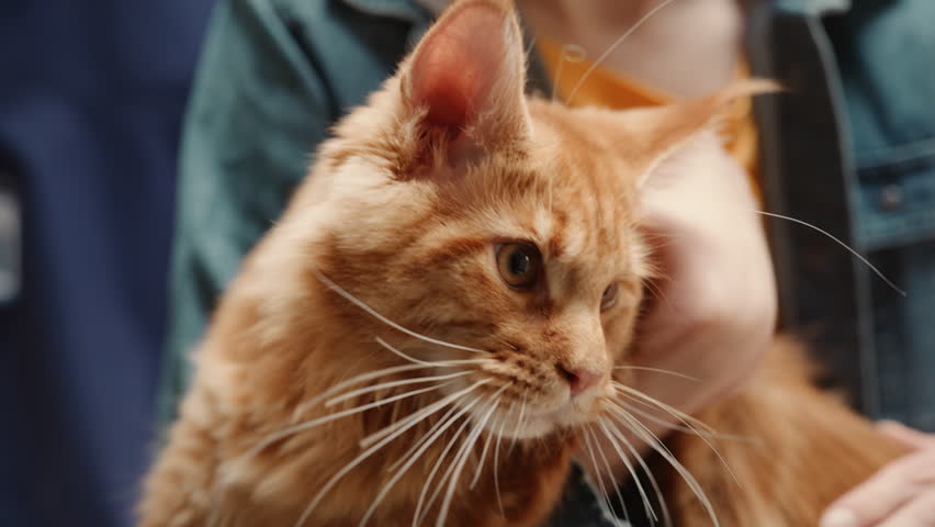 Close Up Portrait of a Curious Red Maine Coon Kitten Calmly Sitting in Arms, Looking in Different Directions. Cat Owner Gently Petting the Animal