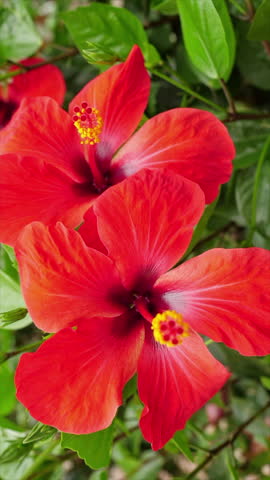 Red Hibiscus Flowers in Bloom. Two vivid tropical blossoms with yellow stamens move gently among lush green leaves. Ideal for botanical and summer projects.	