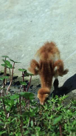Cutest Ever Sandhill Crane Colt Baby Taking a Drink Slow Zoom Close Up Water Droplet Dribble Dripping