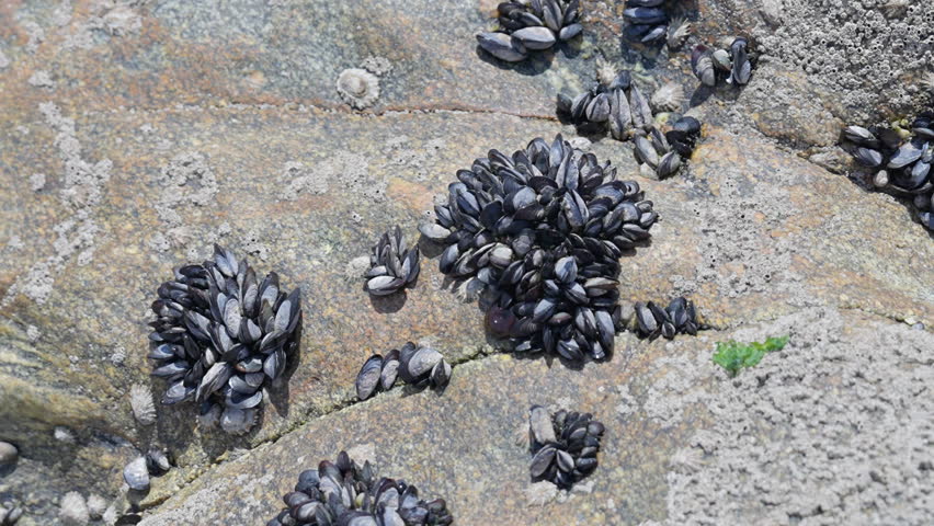 Wild blue mussels and barnacles clinging to a rock surface on the seashore at low tide. Colonies of mollusks in their natural habitat