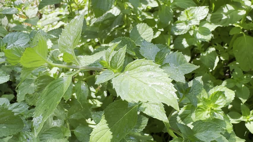 Green leaf in sunny weather. Water droplets on the leaf.
