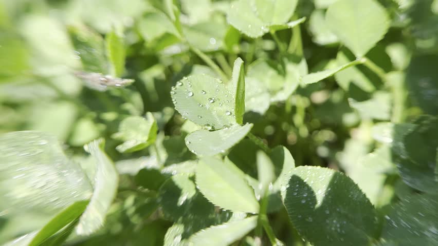 Green leaf in sunny weather. Water droplets on the leaf.
