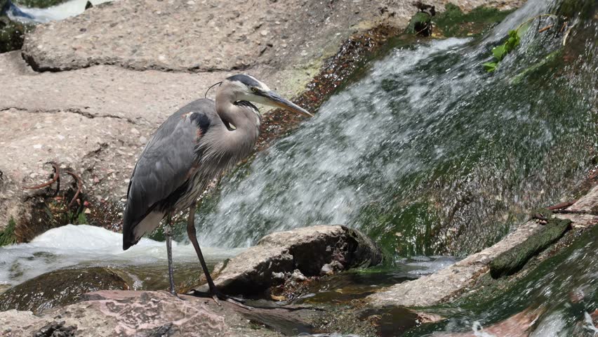 Great Blue Heron standing still and watching the water.
