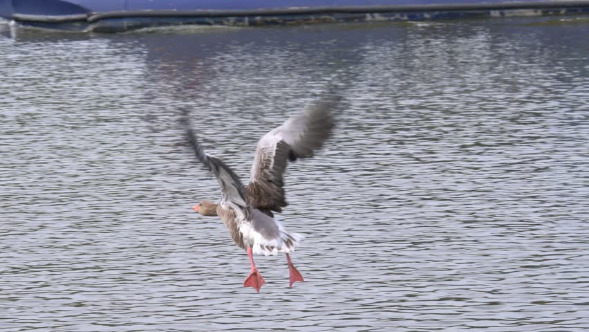 Greylag Geese (Anser anser) flying in and landing on a lake. August, Kent, UK. [Slow motion x5]