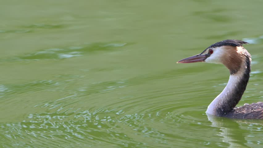 Great Crested Grebe (Podiceps cristatus) covered in water droplets, diving in a lake. August, Kent, UK [Slow motion x5]