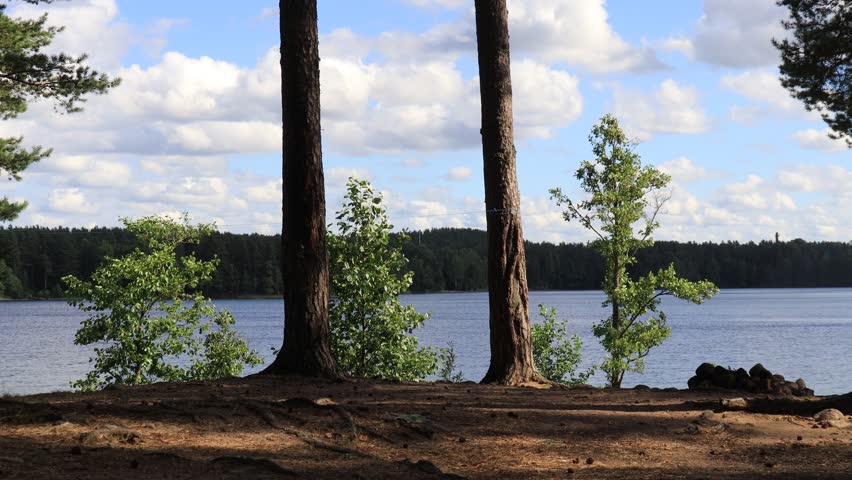 a lake in a pine forest on a sunny summer day