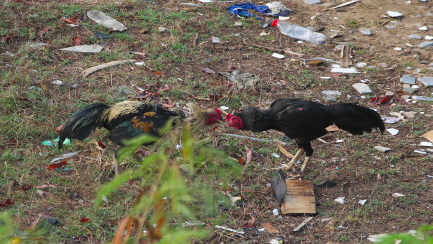 Two roosters fighting intensely in a traditional cockfight on a dirty field with scattered trash and plastic bottles, natural daylight, medium shot