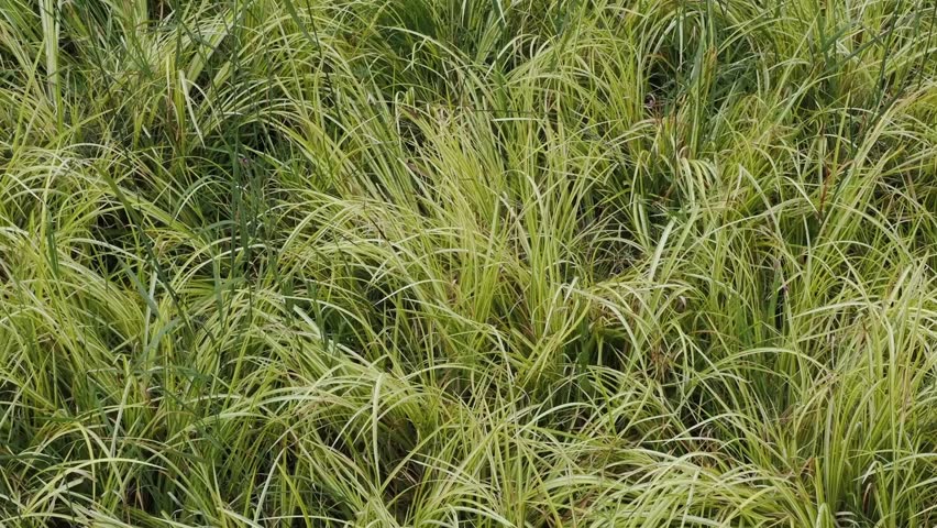 Acorus gramineus 