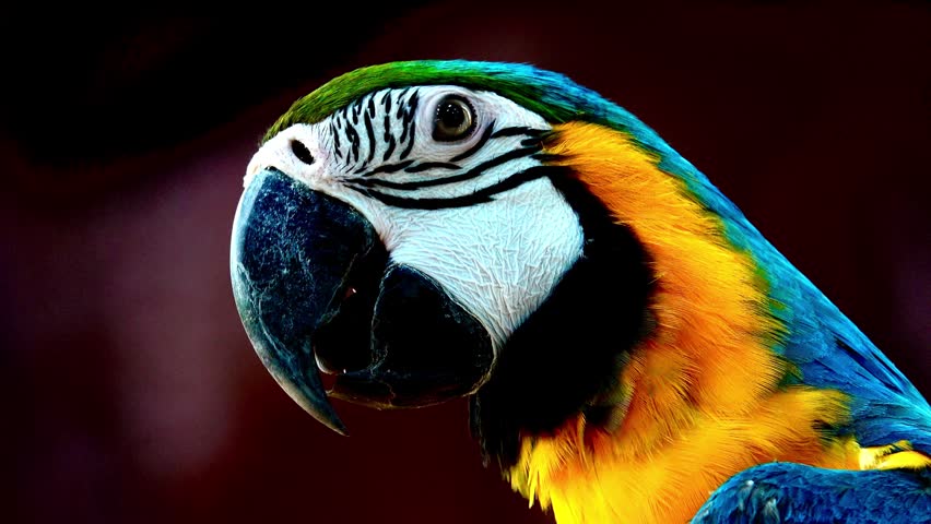 Extreme close up of a vibrant blue and gold macaw parrot turning its head against a dark background. Detailed view of colorful plumage, eye, and sharp beak in vivid natural beauty portrait.