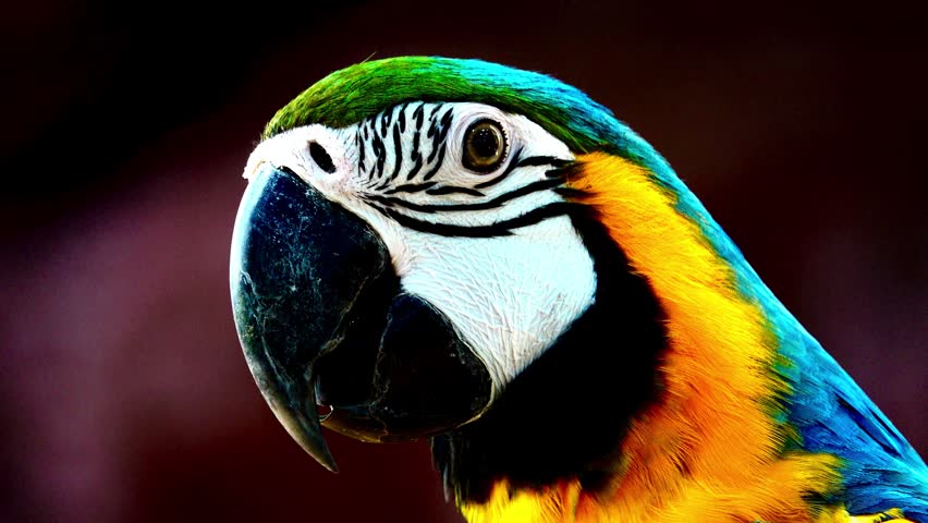 Extreme close up of a vibrant blue and gold macaw parrot turning its head against a dark background. Detailed view of colorful plumage, eye, and sharp beak in vivid natural beauty portrait.