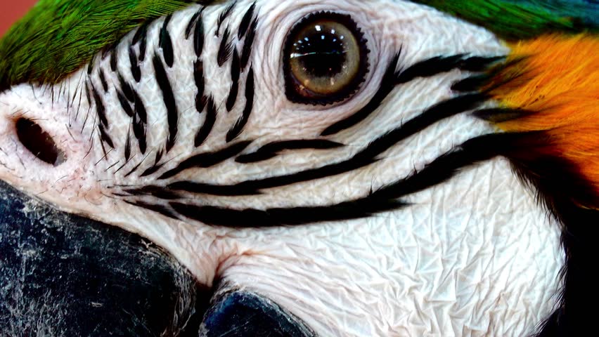 Extreme close up of a vibrant blue and gold macaw parrot turning its head against a dark background. Detailed view of colorful plumage, eye, and sharp beak in vivid natural beauty portrait.