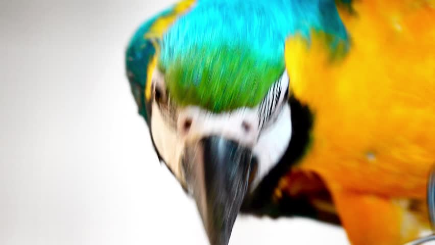 Extreme close up of a vibrant blue and gold macaw parrot turning its head against a dark background. Detailed view of colorful plumage, eye, and sharp beak in vivid natural beauty portrait.