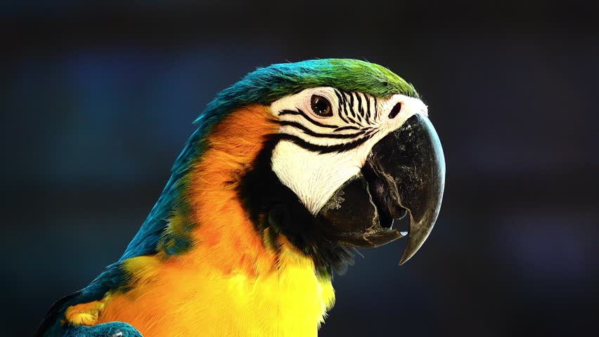 Extreme close up of a vibrant blue and gold macaw parrot turning its head against a dark background. Detailed view of colorful plumage, eye, and sharp beak in vivid natural beauty portrait.