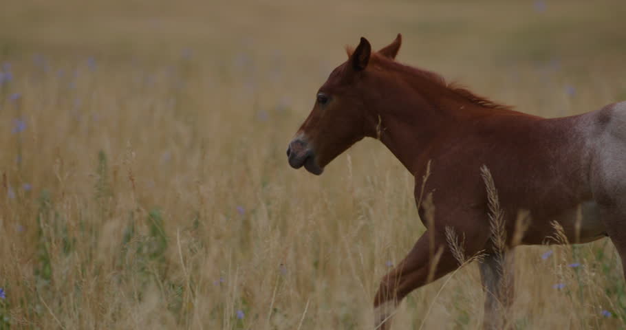 Beautiful horses on a ranch in Wyoming
