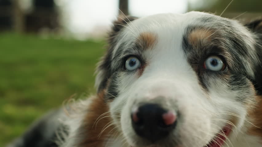 Australian Shepherd dog portrait with striking blue eyes captured outdoors in a park setting