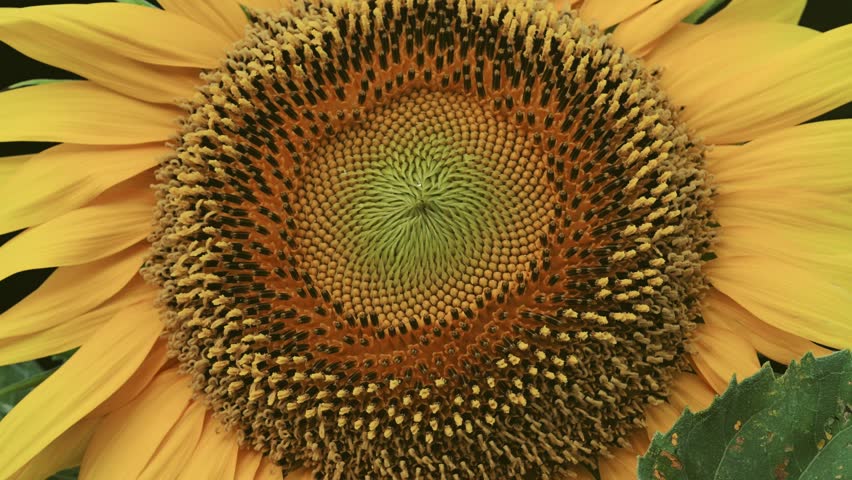 Closeup of sunflower in the morning