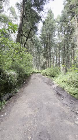 Wide Dirt Trail Winding Through Dense Green Forest And Tall Trees