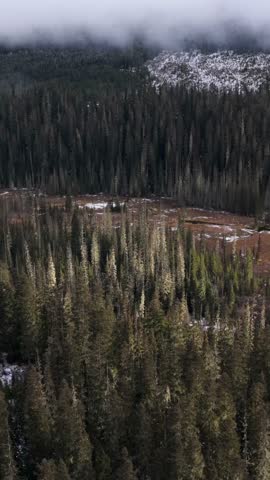 Aerial View of a Vast Evergreen Forest in British Columbia, Canada with Patches of Snow